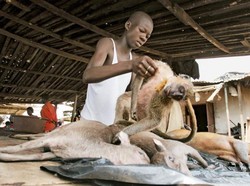 Daging Monyet Jadi Hidangan yang Populer di 5 Negara Ini