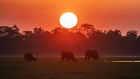 Senja di Taman Nasional Kaziranga, Rumah Bagi Satwa Liar India