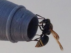 Tawon Kecil Ini Amat Licik, Masalah Serius dalam Dunia Penerbangan