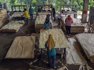 Geliat Produksi Kayu Lapis Ekspor di Batang