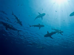 Ngeri! Peselancar Tewas Diserang Hiu