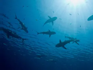 Ngeri! Peselancar Tewas Diserang Hiu Ngeri! Peselancar Tewas Diserang Hiu