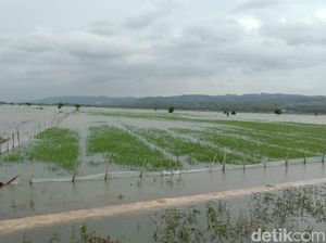 1.574 Hektare Sawah di Kudus Terendam Banjir