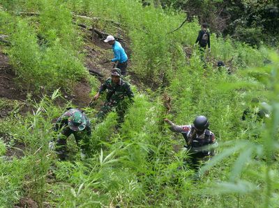Pemusnahan 3,5 Hektare Ladang Ganja di Aceh
