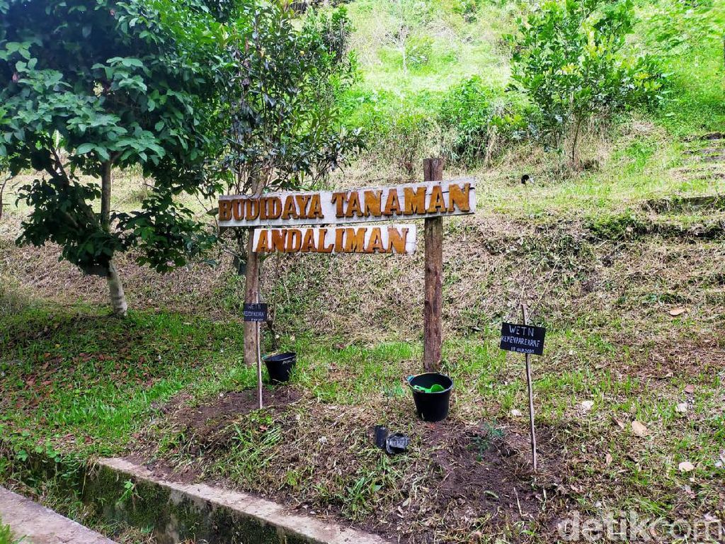 Foto: Wisata Ratusan Tanaman Berkhasiat di Taman Eden 100 Foto: Wisata Ratusan Tanaman Berkhasiat di Taman Eden 100