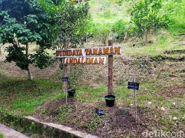 Foto: Wisata Ratusan Tanaman Berkhasiat di Taman Eden 100