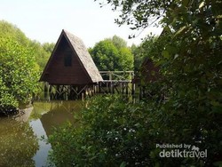 5 Hal Seru yang Bisa Dilakukan di Hutan Mangrove Jakarta