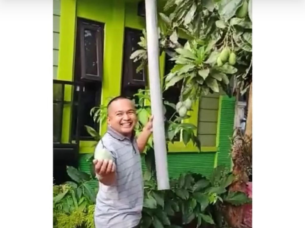 Tampang Senang Bapak-bapak yang Asyik Panen Mangga Pakai Pralon Tampang Senang Bapak-bapak yang Asyik Panen Mangga Pakai Pralon