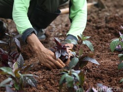 11 Contoh Tanaman Apotek Hidup Lengkap dengan Manfaatnya