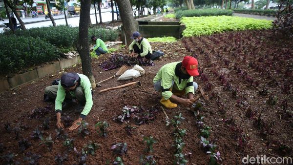 Tanaman Hias Percantik Jalan Inspeksi BKT