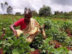 Tangkal Pandemi, Suku Asli India Cari Pengobatan di Hutan