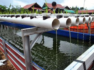 Budidaya Lele di Kampung Ramah Lingkungan