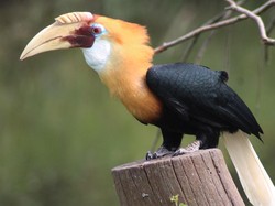 Kisah Burung Rangkong, Burung yang Amat Setia di Papua