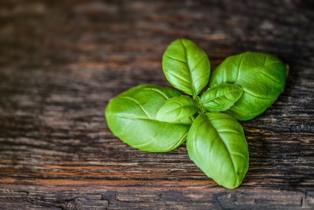 Daun basil/ Foto: Pexels.com
