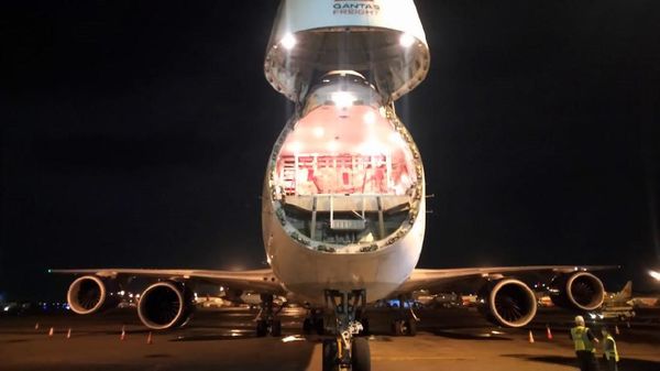 Foto: Sapi Asal Australia Diangkut Pakai Pesawat Masuk ke RI