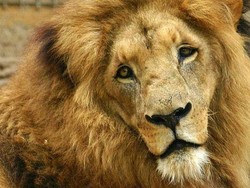 Empat Ekor Singa di Kebun Binatang Spanyol Positif COVID-19 Setelah Dites