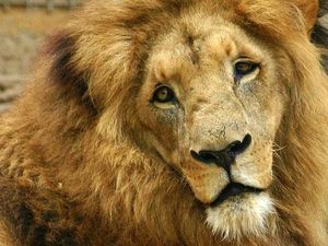 Apa Singa Adalah Hewan Pemberani? Ini Kata Peneliti Apa Singa Adalah Hewan Pemberani? Ini Kata Peneliti