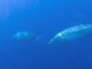 Ilmuwan Temukan Spesies Paus Baru di Lepas Pantai Meksiko