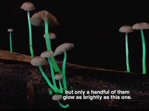 Jamur Glow in The Dark Ini Tampilannya Cantik Banget