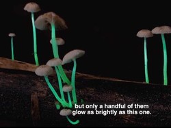 Jamur Glow in The Dark Ini Tampilannya Cantik Banget