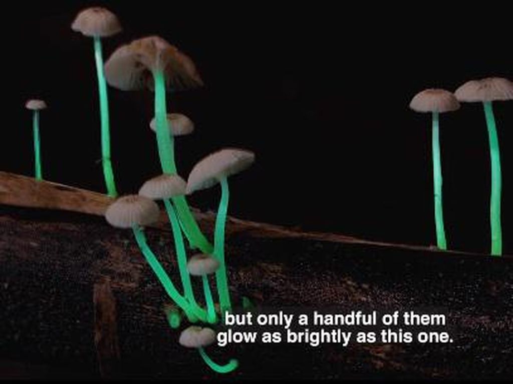 Jamur Glow in The Dark Ini Tampilannya Cantik Banget Jamur Glow in The Dark Ini Tampilannya Cantik Banget