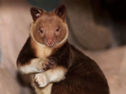 Unik! Papua Punya Kanguru Pohon