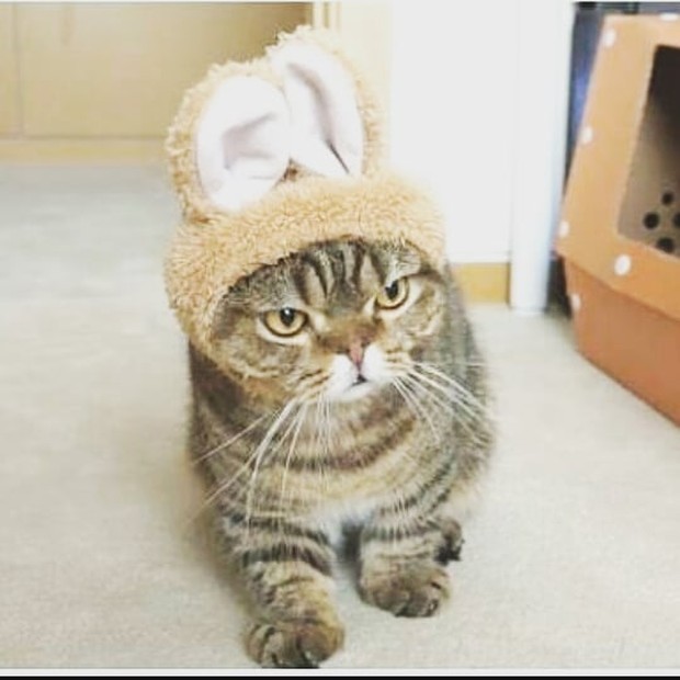 lulu laki-laki/sumber:instagram.com/lulu_kittysaurus_/ lulu laki-laki