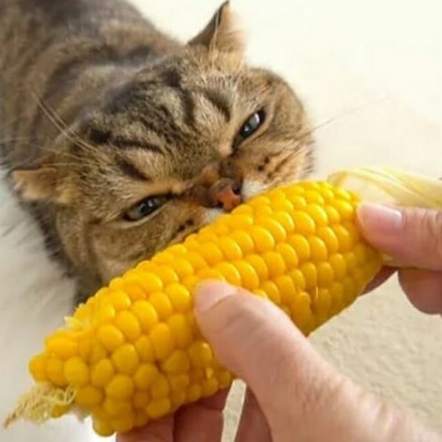 lulu makan sayur/sumber:instagram.com/lulu_kittysaurus_/ lulu makan sayur