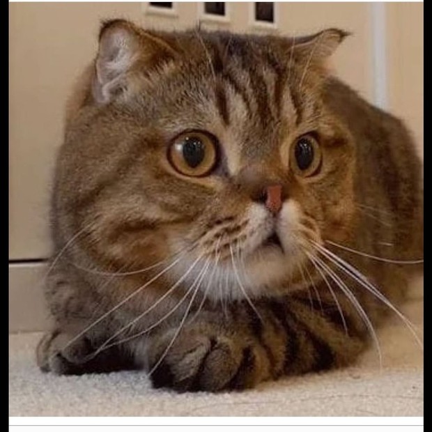 lulu menjilat/sumber:instagram.com/lulu_kittysaurus_/ lulu menjilat