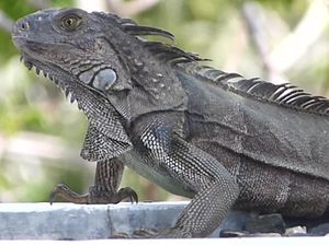 Perjalanan Epik Moyang Iguana: 8.000 Km Melintasi Samudra Pasifik Perjalanan Epik Moyang Iguana: 8.000 Km Melintasi Samudra Pasifik