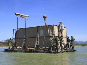 Terkepung Banjir, Jerapah di Kenya Dievakuasi