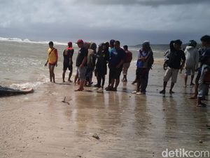 Cari Korban Kecelakaan Laut, Warga Sukabumi Temukan Bangkai Paus