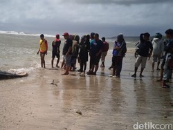 Cari Korban Kecelakaan Laut, Warga Sukabumi Temukan Bangkai Paus