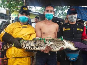 Naik ke Tambak Cari Makan, Buaya Muara Ditangkap Warga Surabaya