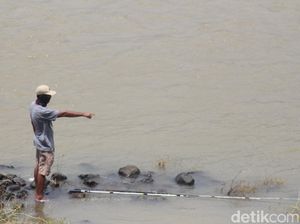 Penampakan Seekor Buaya 2 Meter Terlihat Lagi di Sungai Porong