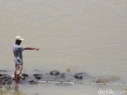 Penampakan Seekor Buaya 2 Meter Terlihat Lagi di Sungai Porong