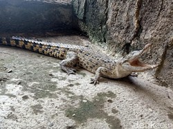 Ada Buaya Muara di Waduk Banjarnegara, BKSDA: Mungkin Sengaja Dilepas