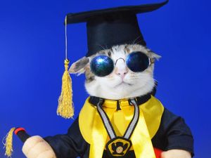 Kisah Inspiratif Pria Jualan Baju Kucing Demi Merawat 34 Ekor Kucing Kisah Inspiratif Pria Jualan Baju Kucing Demi Merawat 34 Ekor Kucing