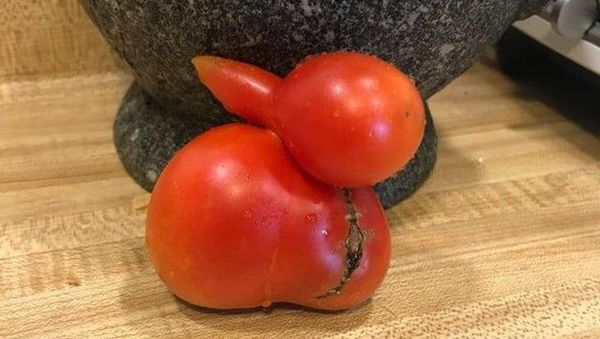 Kumpulan Foto Sayuran yang Bentuknya Ajaib