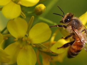 Lebah Madu Asia Lindungi Sarang dengan Feses Ayam hingga Air Seni Manusia