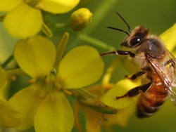 Lebah Madu Asia Lindungi Sarang dengan Feses Ayam hingga Air Seni Manusia