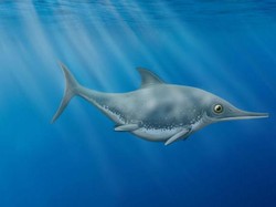 Ilmuwan Amatir Temukan Naga Laut, Bentuknya Imut