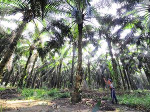 Kementan Dorong Peremajaan Sawit Rakyat di Sumatera & Kalimantan