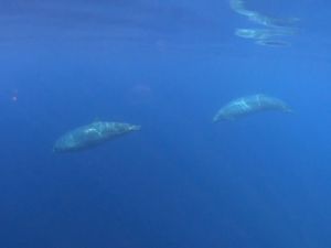 Peneliti Sebut Ada Spesies Paus Baru di Meksiko