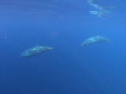 Peneliti Sebut Ada Spesies Paus Baru di Meksiko