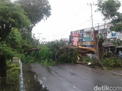 Angin Kencang, Sebuah Pohon Tumbang Timpa 2 Pemotor di Bengkulu