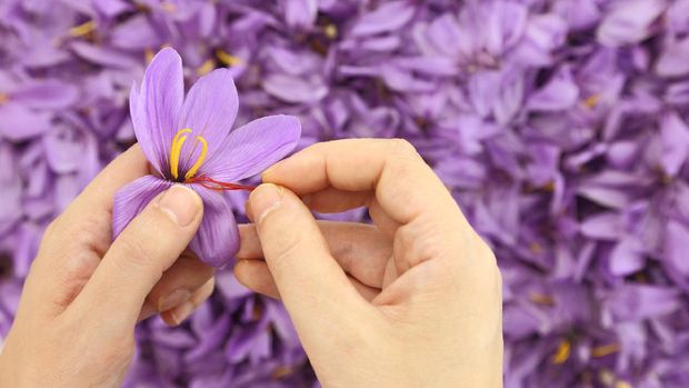 Woman’s hands separates saffron threads from the rest flower