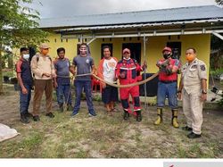 Ngeri! King Cobra 3 Meter Sembunyi di Bawah Kasur Warga Belitung