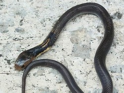 Mengenal Ular Kobra Jawa yang Sering Muncul di Rumah Warga, Ini Karakteristiknya