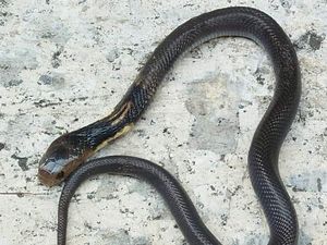 Mengenal Ular Kobra Jawa yang Sering Muncul di Rumah Warga, Ini Karakteristiknya Mengenal Ular Kobra Jawa yang Sering Muncul di Rumah Warga, Ini Karakteristiknya